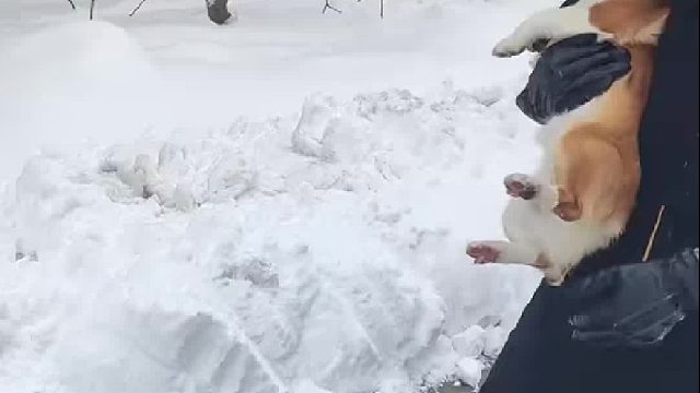 柯基：我仿佛看到了我太奶