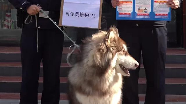 没有一口狗粮是白吃的，走失阿拉斯加在派出所当反诈宣传狗打工养活自己
