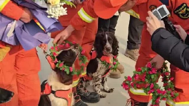 属于搜救犬的仪式感