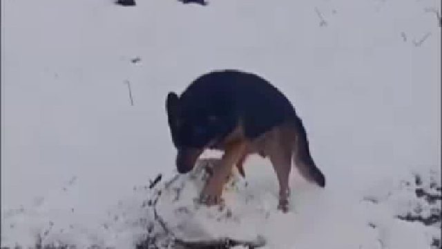 在北方……狗子都会滚雪球