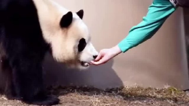 今天宋爷爷拿小零食哄福宝回内场，手指都到福宝嘴里了，福宝动作很轻怕咬到宋爷爷