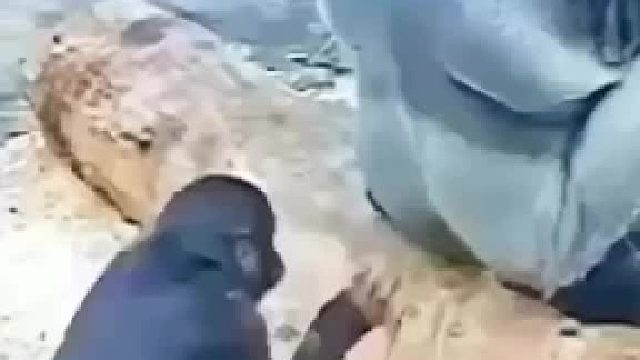 没一个幼崽挨打是无辜的，所有动物都适用……