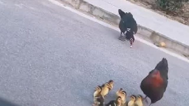 鸡妈妈带着一群鸭宝宝逛街，鸭妈妈在一旁只能干着急