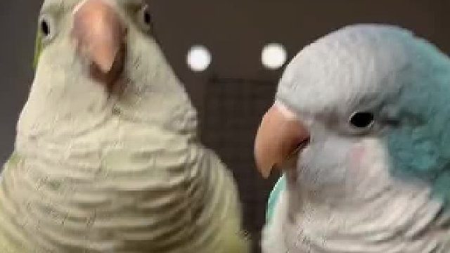 教小鸟说恭喜发财