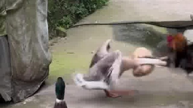 大鹅的迷惑行为