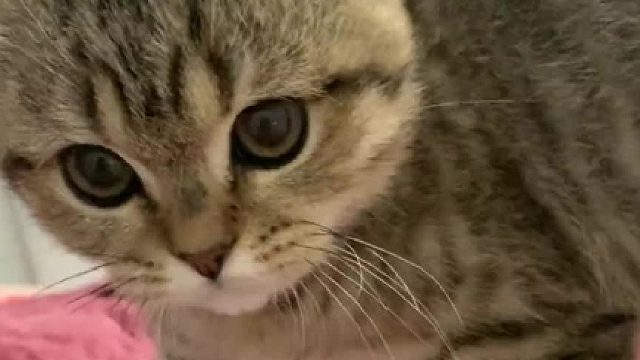 好喜欢这种精神不正常的猫