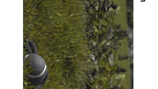 不同动物眼中的世界，是什么样子的？