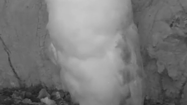 仓鸮头部可旋转270°，眼睛可夜视，喜欢吃老鼠。