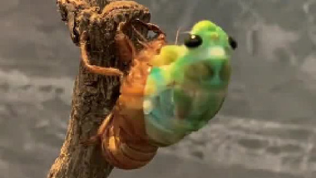 金蝉脱壳 见者好运