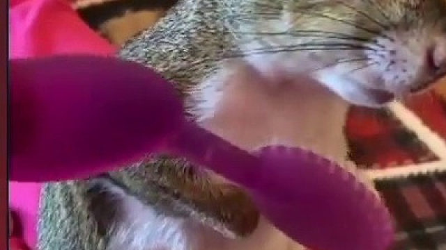 没有松鼠可以拒绝刷毛和按摩的