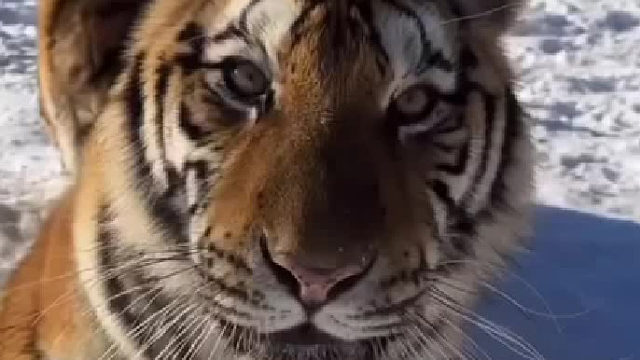 果然东北虎是听得懂东北话的