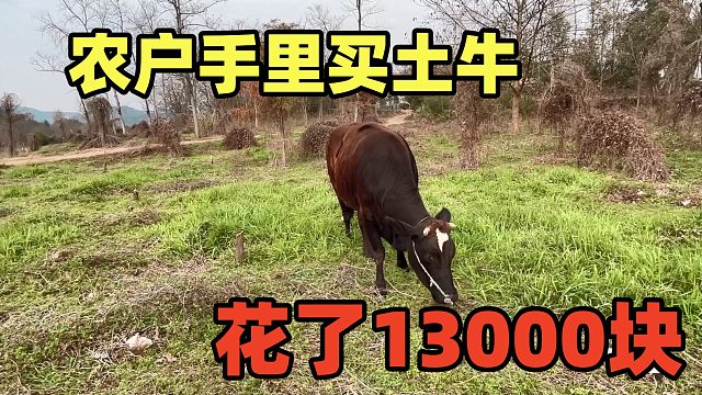 我爸从农户买一头牛，说有8年，花了13000块，是亏还是赚！