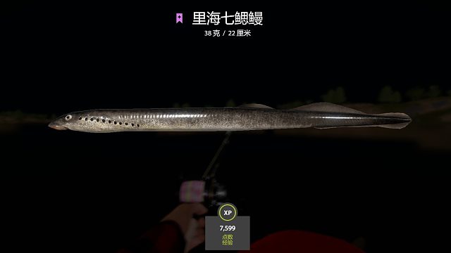 拉猪偶遇小牙签~里海七鳃鳗拿下