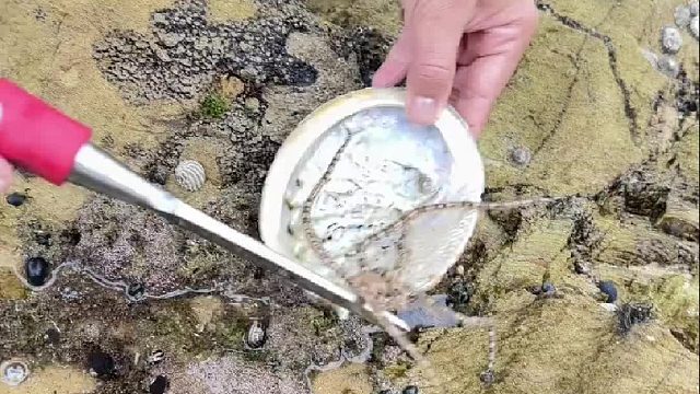 海边翻石头翻出来这个鬼东西