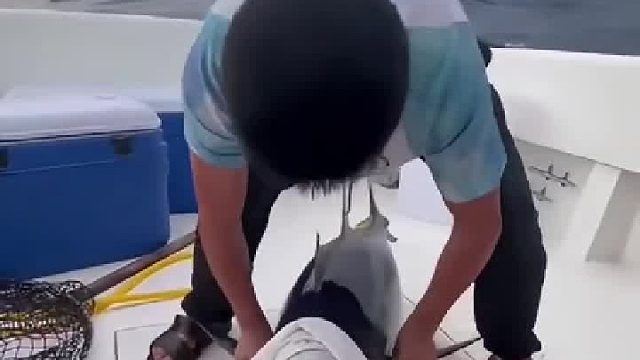 金枪鱼一旦停下来就代表嘎了