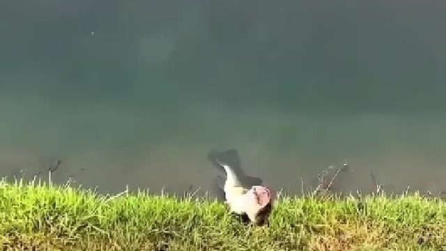 救鱼一命胜造七级浮屠，万一人家在避难呢