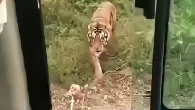 是个老手了，还会擦嘴