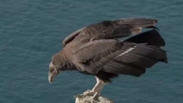 秃鹰要准备起飞了！ 秃鹰展示了令人惊讶的正交升力效果！