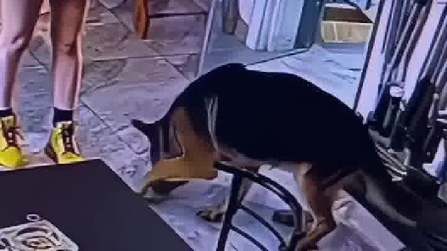 戏精上身！狗子撞到主人怕挨骂，当场装腿疼