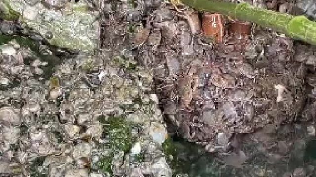 又是爆桶的一天，邀请你的小伙伴一起来赶海