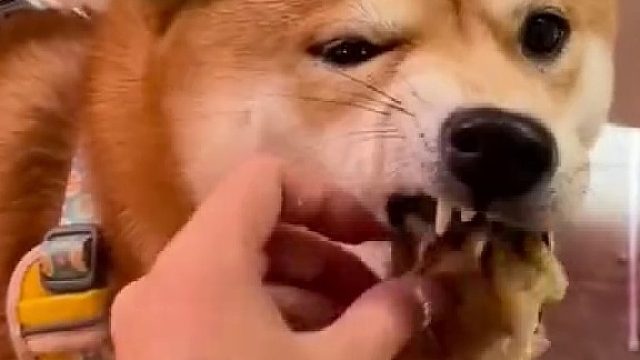 它不是不想吃，只是不想大口吃