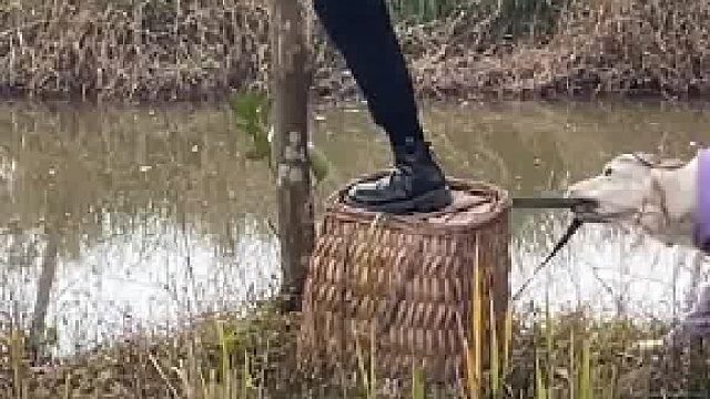 这狗子是和主人有仇吗