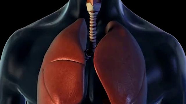人体7大部位冷知识，大脑80%都是水,看完颠覆你的认知02