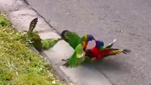 第一次看见鹦鹉在打群架