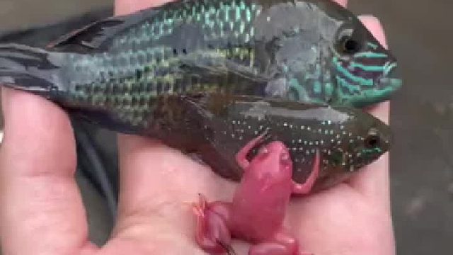 发现神秘物种！