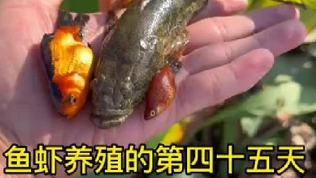 今天遇到一个傻乎乎的乌龟