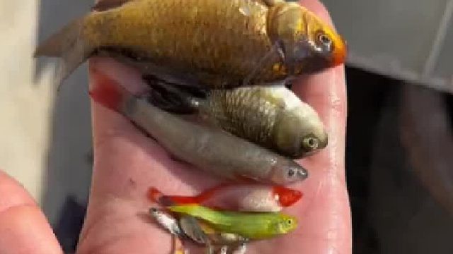 今天在稻田沟找新成员