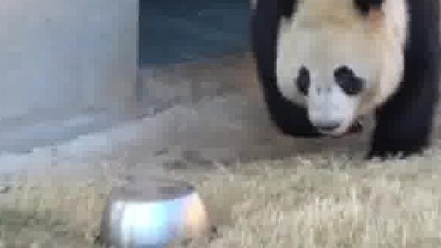 饭盆被大熊猫党生丢出来