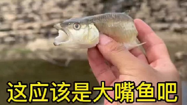 这是大嘴鱼吗家人们