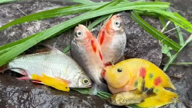 这是食人鱼吗朋友们