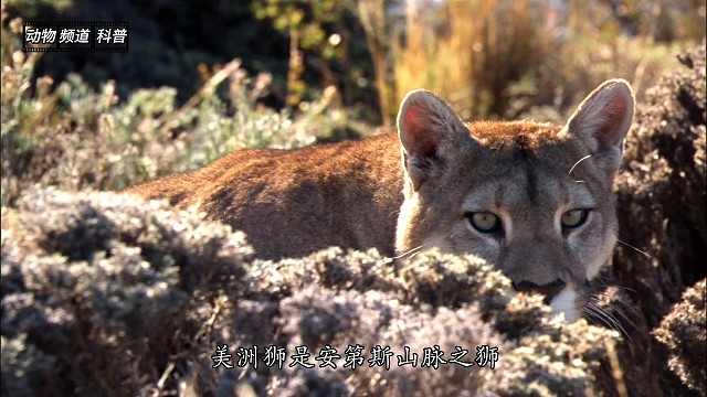 母狮子如何将狩猎经验传授给孩子