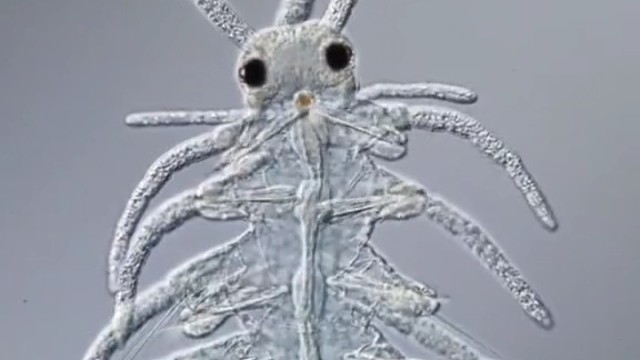 多毛蠕虫吃东西的样子真可爱，像不像在织毛衣。