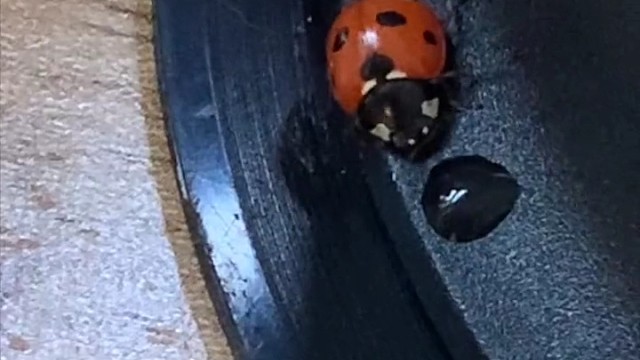 当瓢中喝了咖啡以后，情不自禁的跳起了街舞。