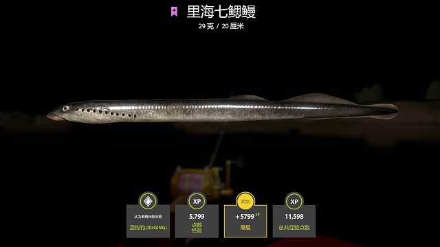 再次偶遇小牙签里海七鳃鳗！