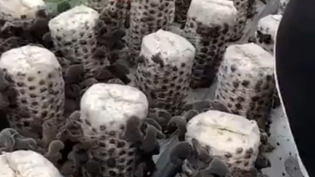 原来木耳是这样种出来的