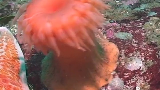 海洋动物-猩红膨大海葵在水中快活游泳