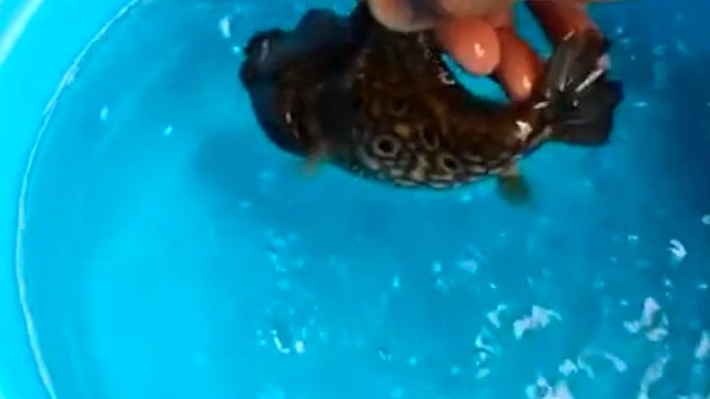 河鲀受到惊吓，就会膨胀得像个气球，它是如何做到的？