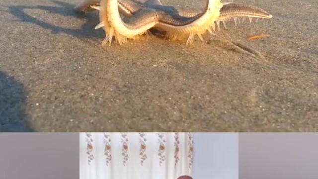 海星以蛤蜊、扇贝为食。大家觉得谁跳得更好？