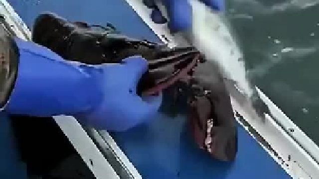 放生就放生吧 还随个礼