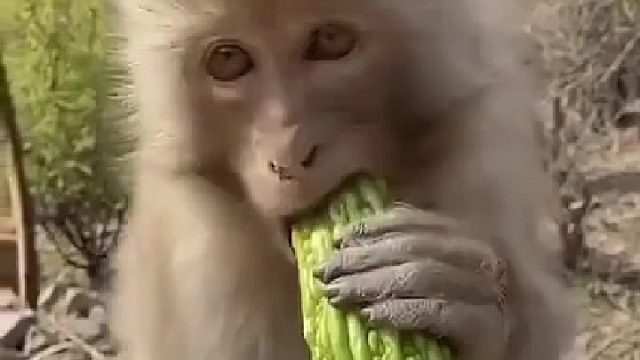 好像确实不好吃