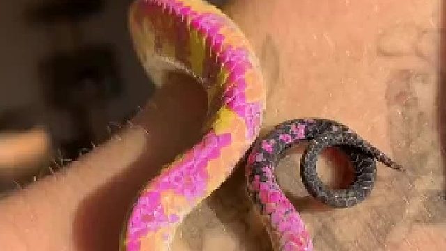 见识一下稀有小蛇蛇。