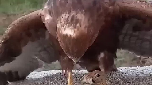 用鹰来控制草原鼠害是常见的方法