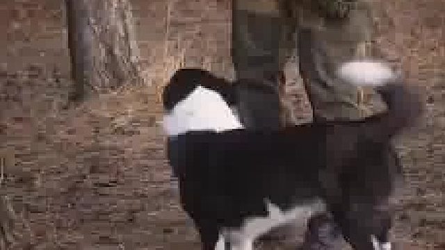 狗子：防谁呢，晚上把树啃了