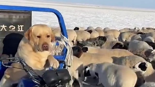 不敢相信！ 狗子开三轮帮主人放羊！主人：去年就会骑三轮，今年都会开铲车了