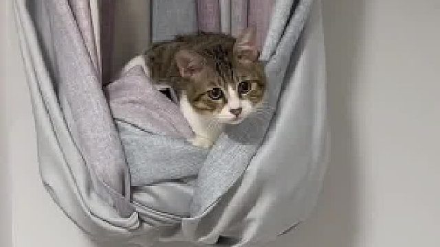 猫咪：这是给我准备的新窝吗？