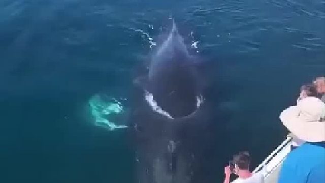 在船上近距离看座头鲸浮在水面换气，还喷出了一道彩虹